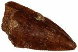 Serrated Raptor Premaxillary Tooth - Real Dinosaur Tooth #300924-1